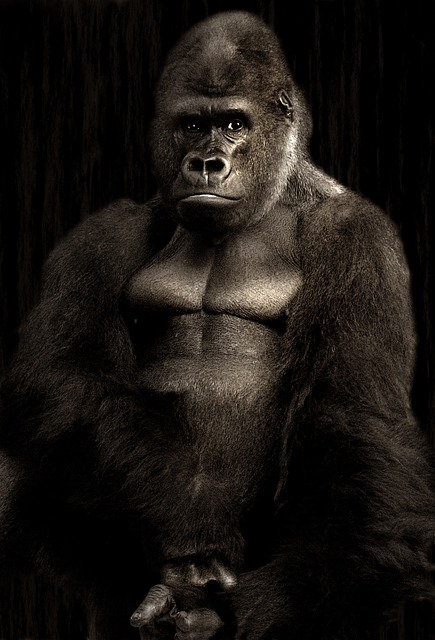 gorilla